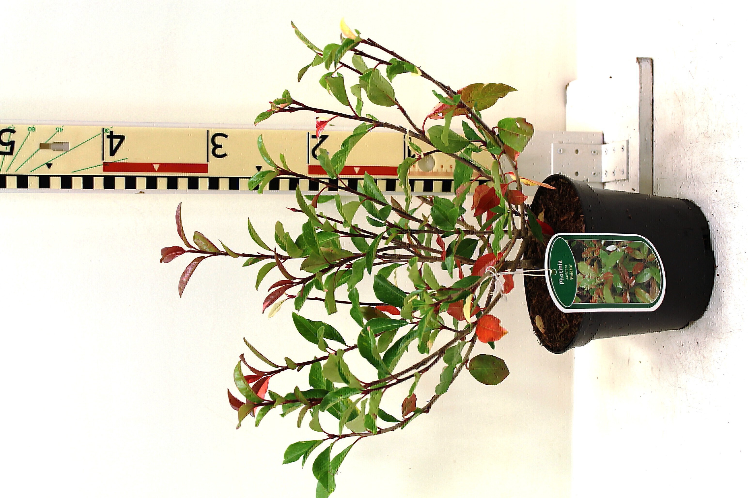 Photinia davidiana 'Palette' c2